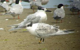 grote stern texel