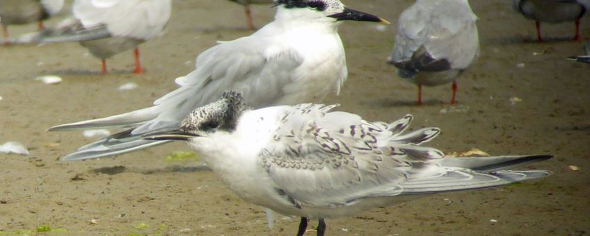 grote stern texel