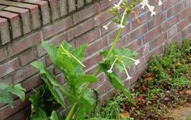 Gerrit Welgraven Nicotiana sylvestris, siertabak