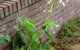 Nicotiana sylvestris, siertabak