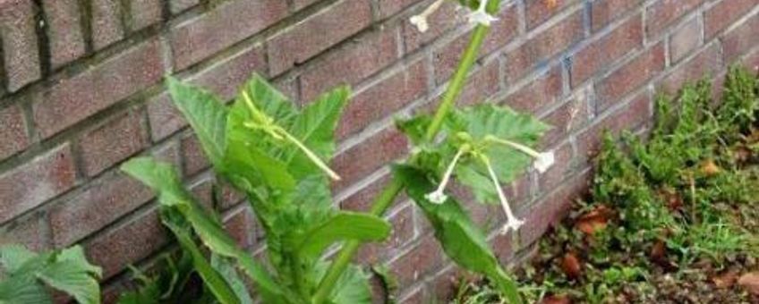 Nicotiana sylvestris, siertabak