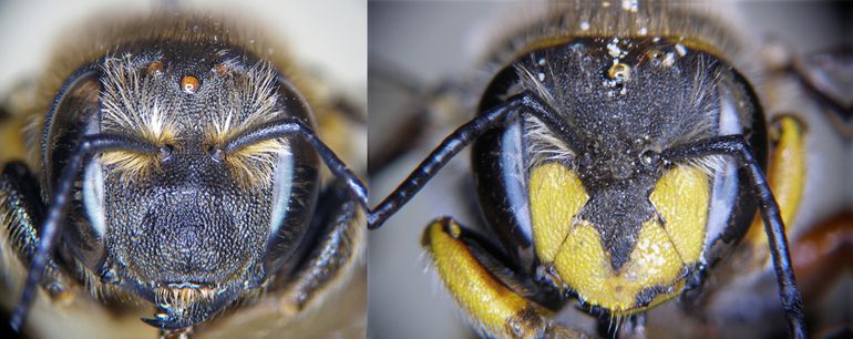 Kop vrouwtje wolbijen, van voren. Links zwartpootwolbij, rechts grote wolbij