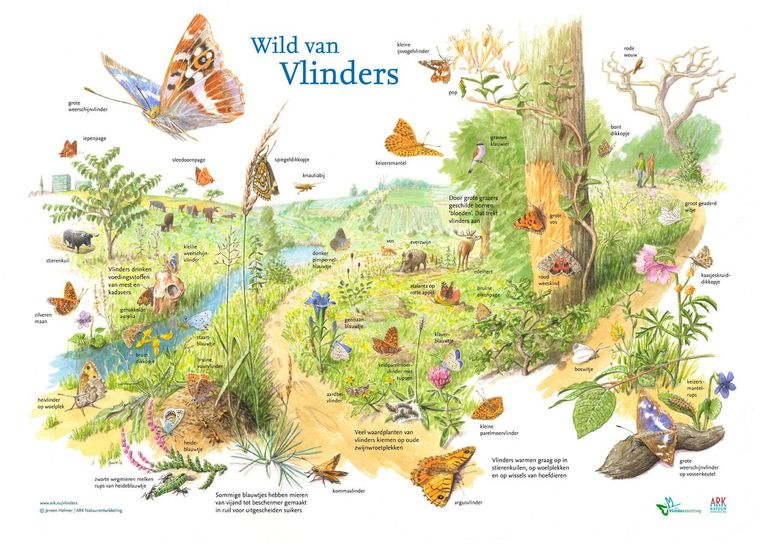 Vlinders en hun niches in een begraasd landschap (pdf: 1,0 MB)