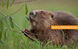 Ingo Arndt, Nature in Stock Met hun beitelvormige snijtanden knagen bevers complete bomen om. EENMALIG GEBRUIK