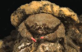 Mick Otten Wolkrab