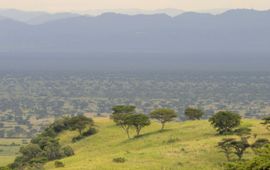 Overwinteringsgebied van Grauwe klauwieren in Afrika