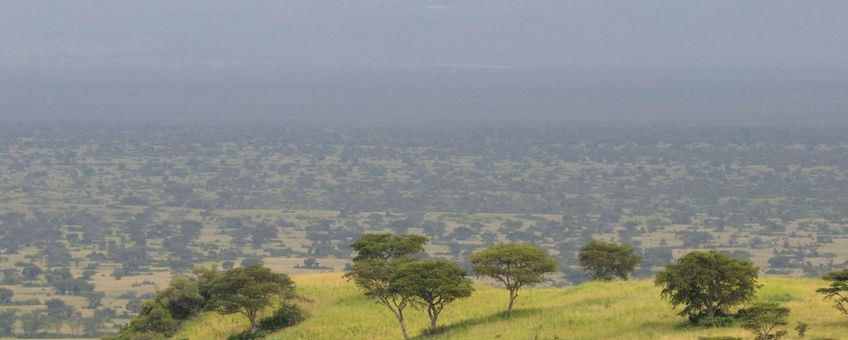 Overwinteringsgebied van Grauwe klauwieren in Afrika