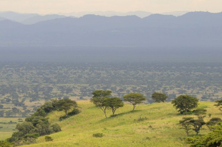 Nationaal park Queen Elizabeth, Oeganda. Dit overwinteringsgebied lijkt wel wat op het Nederlandse broedgebied: open terrein met opslag van bomen en struiken