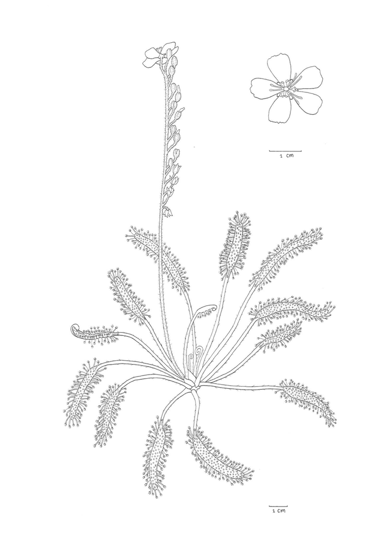 Drosera capensis, inheems in Afrika, komt voor van de tropen tot Zuid-Afrika. Te zien in de Botanische Tuinen Universiteit Utrecht en Hortus botanicus Leiden. Hier prachtig getekend in het kader van een Honours stage door Laura van der Pluijm