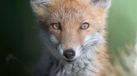 Red fox (Vulpes vulpes)