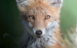 Adi Dedu Red fox (Vulpes vulpes)