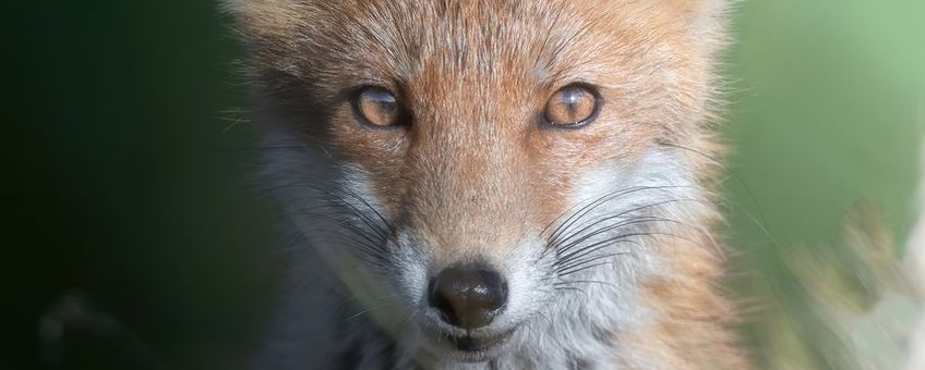 Red fox (Vulpes vulpes)