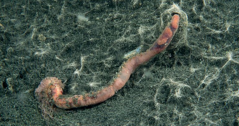 Deze Slijkkokerworm is zijn beschermende koker uitgekropen, alleen maar om alsnog in het zuurstofloze water op het giftige slib te sterven