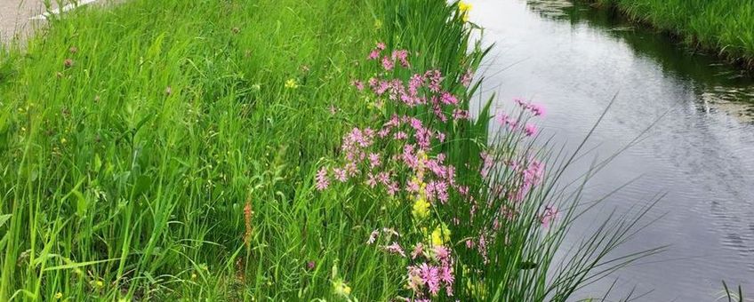 bloemrijke sloot