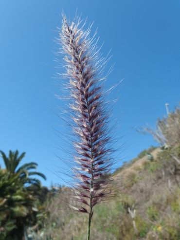 Bloeiwijze fraai lampenpoetsergras (Pennisetum setaceum; locatie Canarische eilanden)