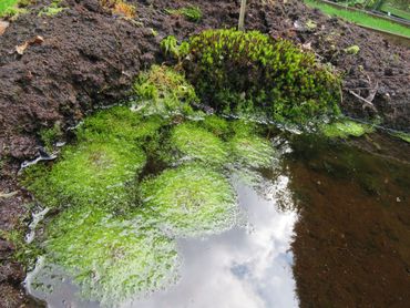 Het watervorkje vormt felgroene matjes