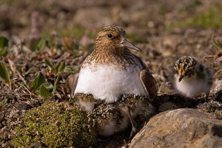 Breeding sanderling in Greenland