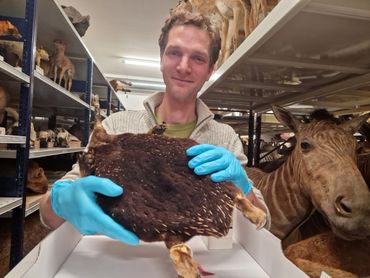 Collection manager Pepijn Kamminga holding the skin of an echidna