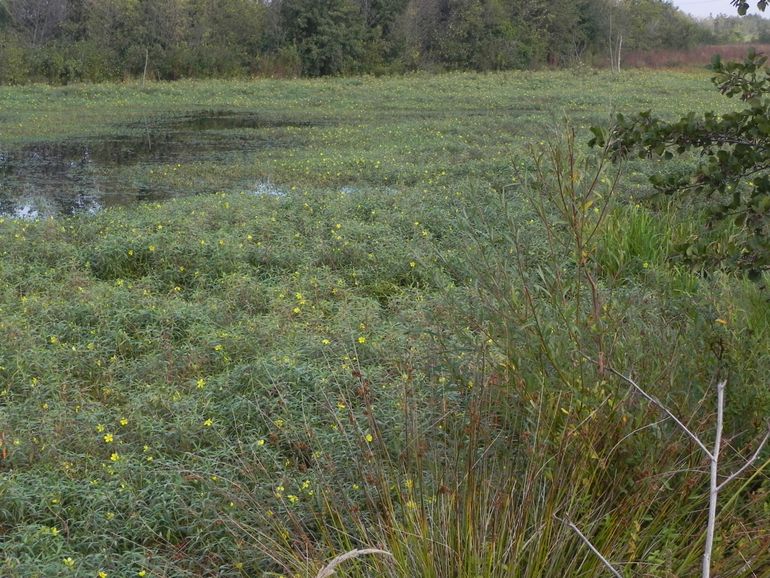 Waterteunisbloem in een natuurontwikkelingsproject langs de Oude Maas 