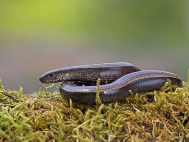 Zie je een hazelworm, geef de melding dan door