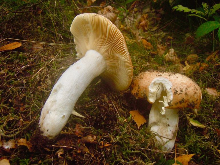 Grote berkenrussula met vraatplek van eekhoorn