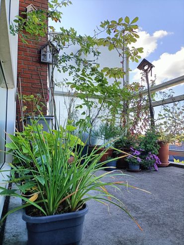 Krijgt de slak straks de naam van dit balkon?