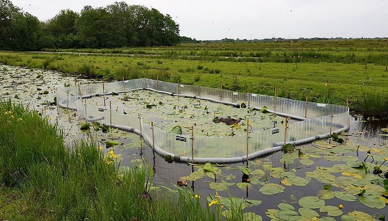 Een drijvend scherm rondom de nestvlotjes van de sterns