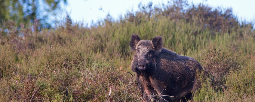 Wild zwijn op de Posbank