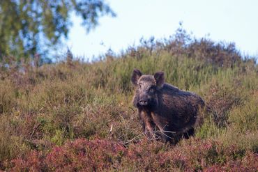 Wild zwijn op de heide van de Posbank