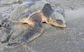 Tim Gerbrands) Flip aangespoeld op het strand in Monster december 2011