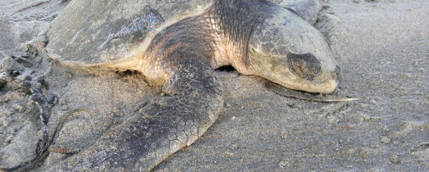 Flip aangespoeld op het strand in Monster december 2011