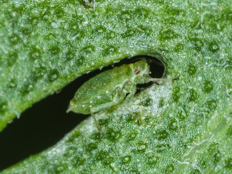 Boerenwormkruidbladrandluizen wisselen van geslacht