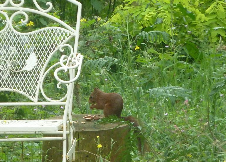 Eekhoorn eet netjes ‘aan tafel’