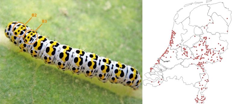 De rups van de kuifvlinder heeft twee vrijliggende, zwarte stippen in de gele dwarsband op het tweede en derde borstsegment. Kaartje: waarnemingen van de kuifvlinder vanaf 2016