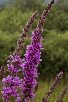 Lythrum salicaria. Grote kattenstaart