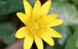 Svdmolen speenkruid close up, wikipedia, Creative Commons Attribution 2.5 License