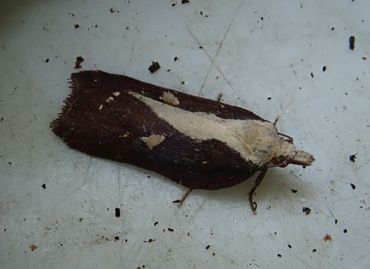 Diamantborsteltje (Acleris cristana)