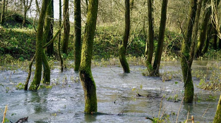 Hoogwater in het ooibos