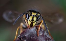 Jeroen Ruël via Wikimedia Commons Gewone wesp (Vespula vulgaris)