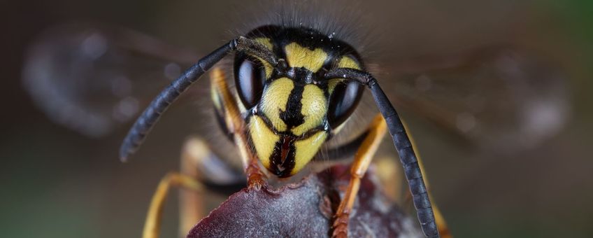 Gewone wesp (Vespula vulgaris)