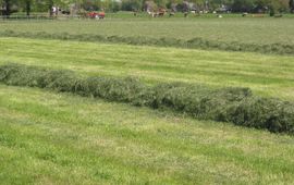 Weiland, kuilvoerwinning. grass_silage.