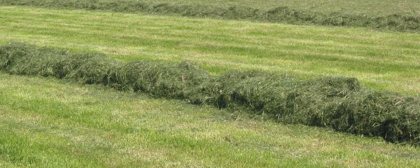 Weiland, kuilvoerwinning. grass_silage.