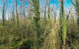 Lars Soerink / ARK Rewilding Nederland Leembossen in De Geelders, Het Groene Woud