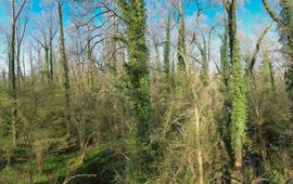 Leembossen in De Geelders, Het Groene Woud