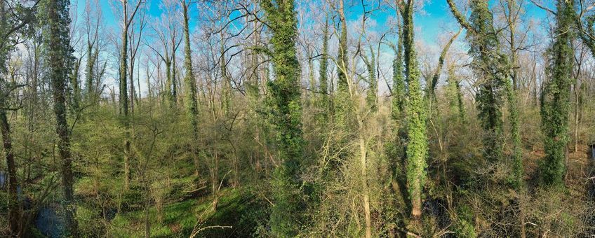 Leembossen in De Geelders, Het Groene Woud