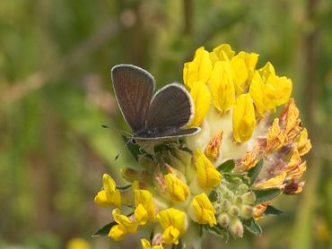 Dwergblauwtje op de waardplant wondklaver