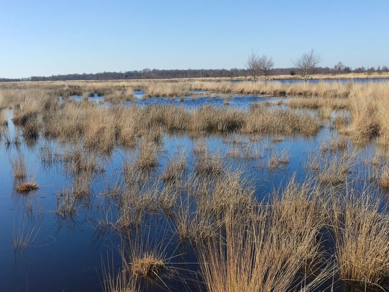 Het Bargerveen