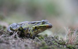 Bastaardkikker met beginnende symptomen ten gevolge van ranavirus (bloedvlek bij bek)