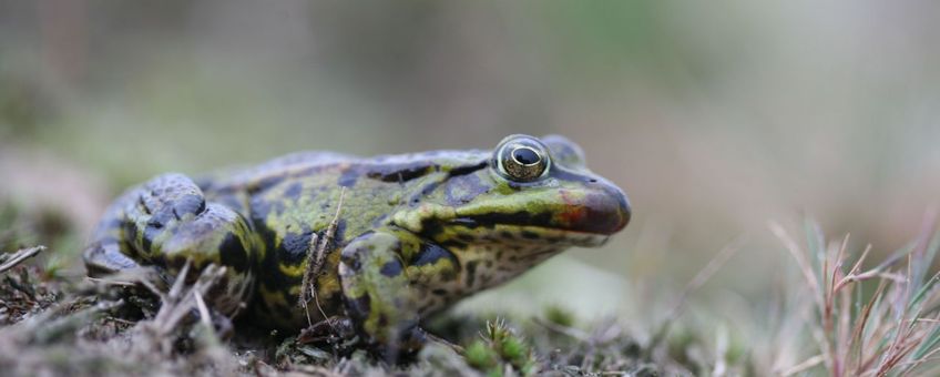 Bastaardkikker met beginnende symptomen ten gevolge van ranavirus (bloedvlek bij bek)