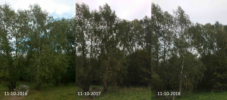 Verschil in herfskleuring berk in Lumentuin van Wageningen University & Research op 11 oktober 2016, 2017 en 2018